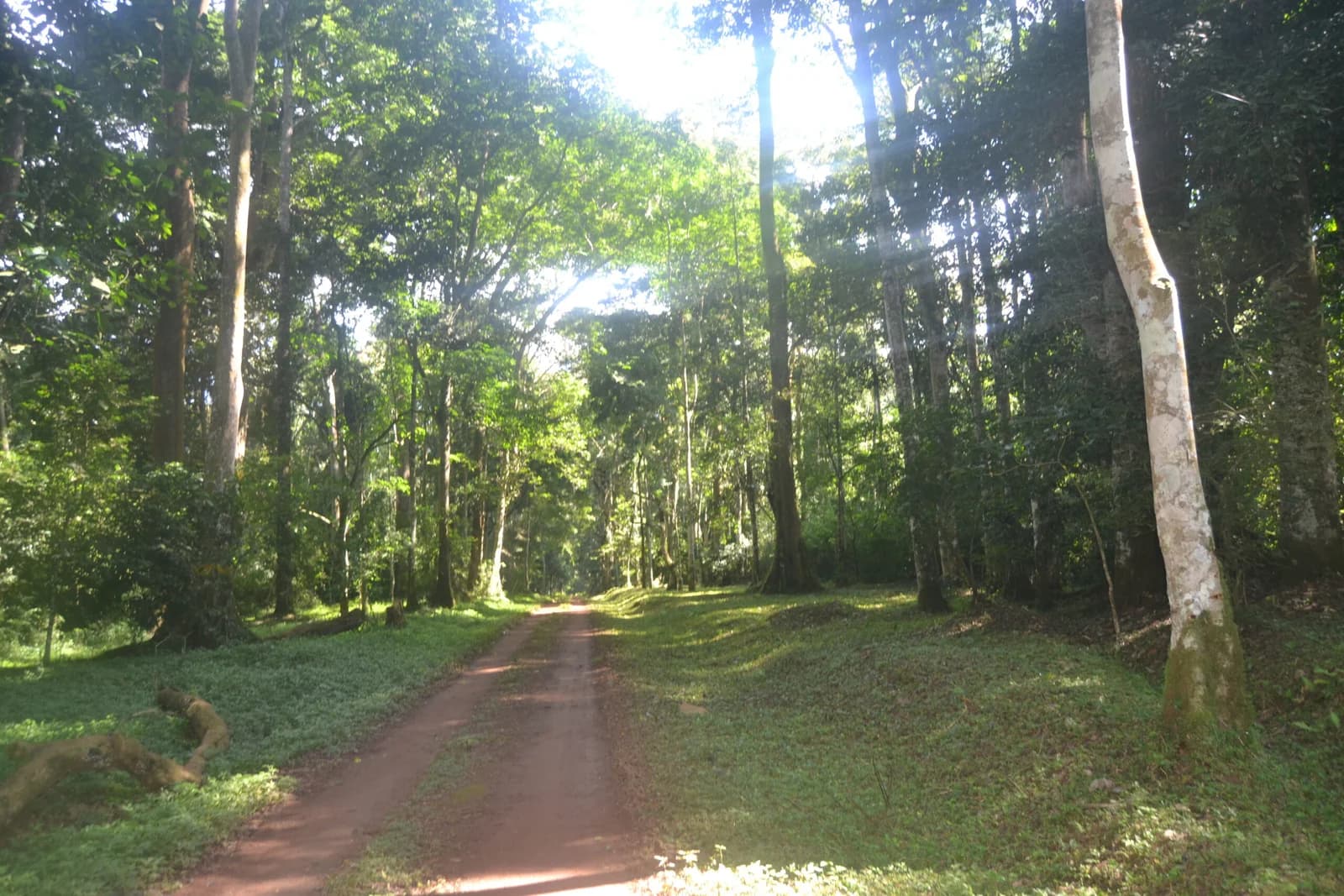 Environmental Assessment for Ecotourism Infrastructure at Budongo CFR — USAID B4R